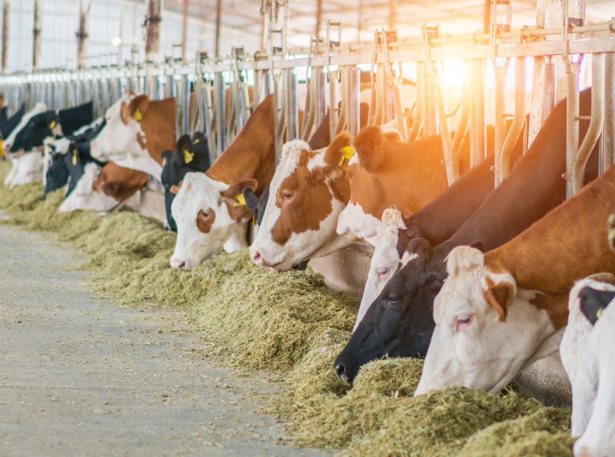 Cada año se estaría perdiendo 5% de la producción agrícola y ganadera a nivel global, revela informe de la FAO