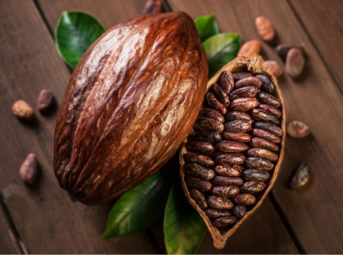 Nestlé presenta una nueva técnica para mejorar el rendimiento y la sostenibilidad del cacao
