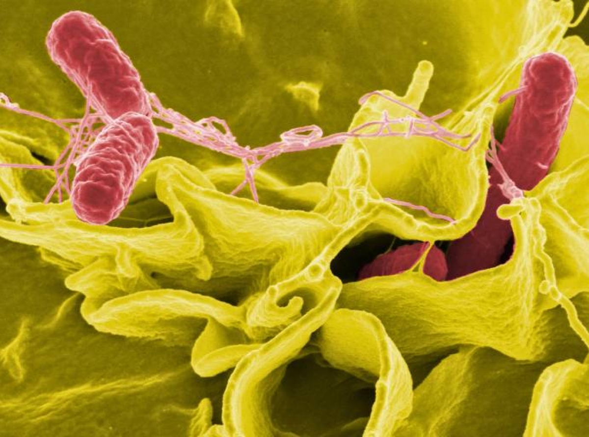 Científicos descubren el papel del tanque de estiércol en el brote de Salmonella