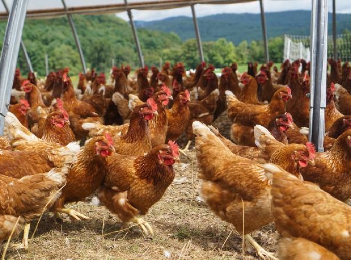 Los péptidos antimicrobianos se perfilan como una prometedora intervención para mitigar la resistencia antimicrobiana en la lucha contra la salmonela en aves de corral
