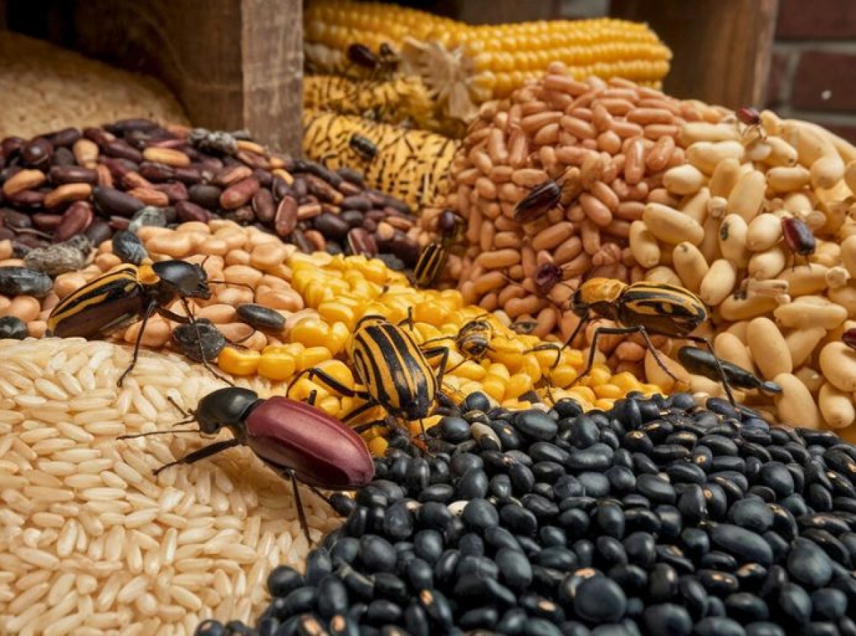 Plagas en productos alimentarios almacenados: ¿gorgojo o escarabajo?